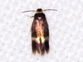 Stigmella aceris